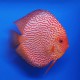 Discus origine Stendker « blood snake » 14cm