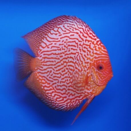Discus origine Stendker « blood snake » 14cm