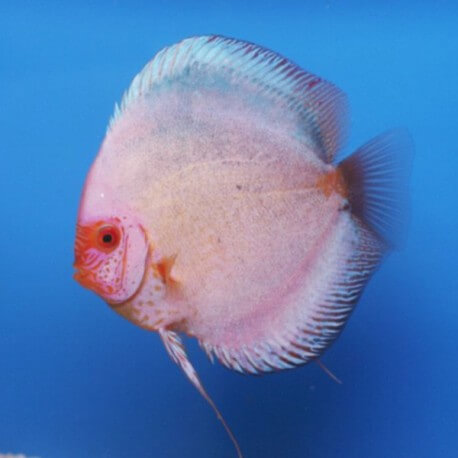 Discus origine Stendker « dark angel » 6,5cm