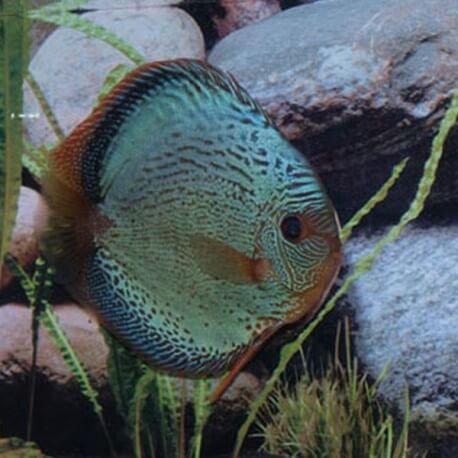 Discus origine Stendker « flächig x snake » 10cm