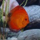 Discus origine Stendker « marlboro red » 5cm