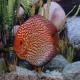 Discus origine Stendker « pigeon blood red » 6,5cm