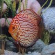 Discus origine Stendker « pigeon blood blue » 10cm