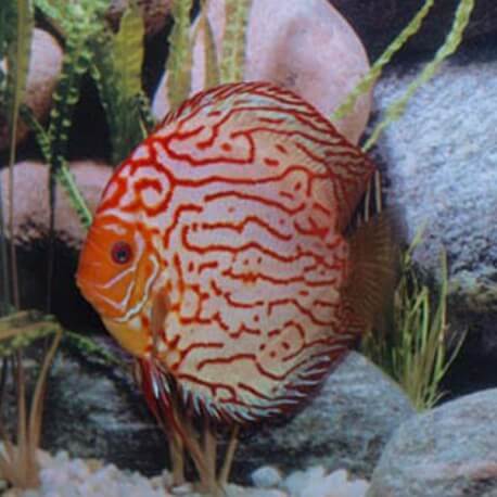 Discus origine Stendker « pigeon blood blue » 10cm