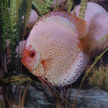 Discus origine Stendker « pigeon blood silber » Jumbo