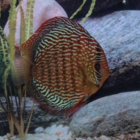 Discus origine Stendker « red scribbelt» 6,5cm