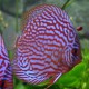 Discus origine Stendker « rot Türkis » 5cm