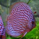 Discus origine Stendker « rot Türkis » 5cm