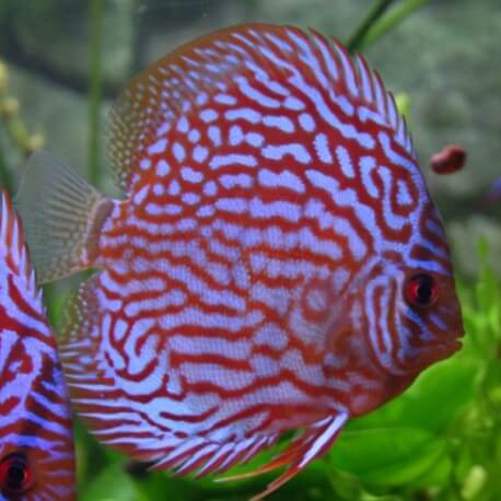 Discus origine Stendker « rot Türkis » 5cm