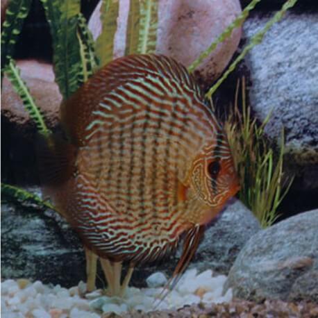 Discus origine Stendker « snake skin rot » 6,5cm