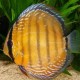 Discus Symphysodon axelrodi 9cm