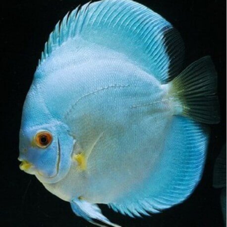 Discus Symphysodon blue diamond 14cm