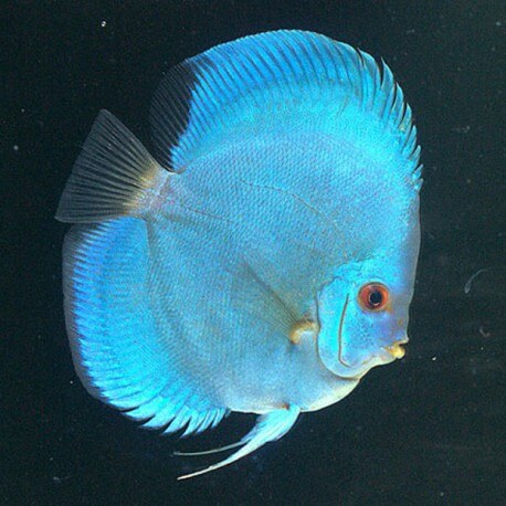 Symphysodon Solid Blue 8cm  (10cm)