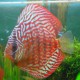 Discus Symphysodon blue turquoise 14cm