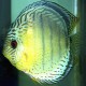 Discus Symphysodon coari green 4cm