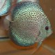 Discus Symphysodon fine line snake skin 5cm