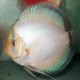 Discus Symphysodon ghost 4cm