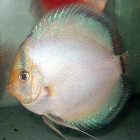 Discus Symphysodon ghost 5cm