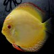 Discus Symphysodon golden pigeon XL Sélection Haute Qualité