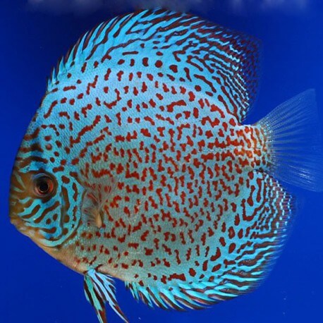 Discus Symphysodon leopard 12cm