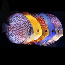 Discus mix 7cm  (9cm)