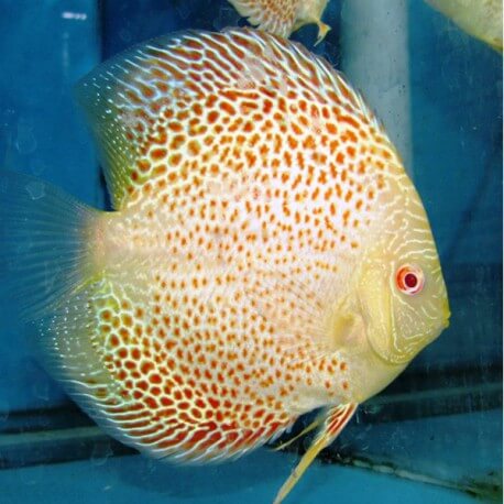 Discus Symphysodon leopard albinos 6cm