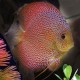 Discus Symphysodon leopard snakeskin 12cm