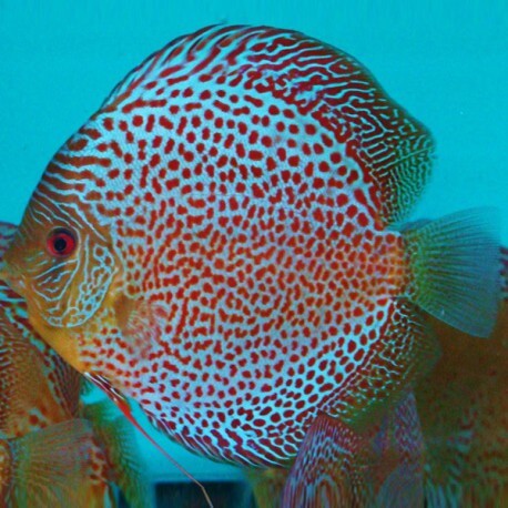 Symphysodon leopard spotted 10cm  (12,5cm)