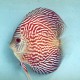 Discus Symphysodon leopard sribbled 10cm