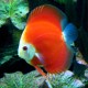 Discus Symphysodon mandarin passion 6,5-7cm