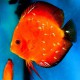 Discus Symphysodon marlboro flesching red 4cm