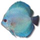Discus Symphysodon blue mix color grade B 2cm