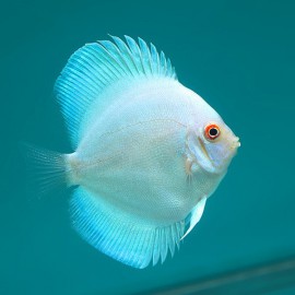 Symphysodon Neon Blue 6cm  (7,5cm)