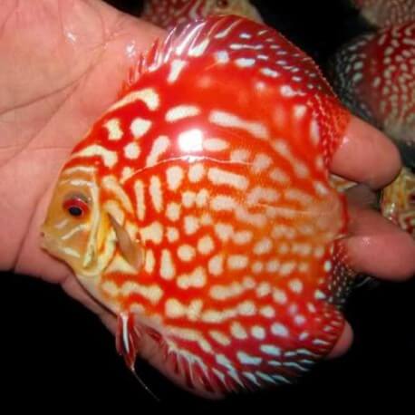 Discus Symphysodon pearl pigeon blood 5cm