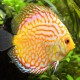 Discus Symphysodon pigeon yellow 7cm