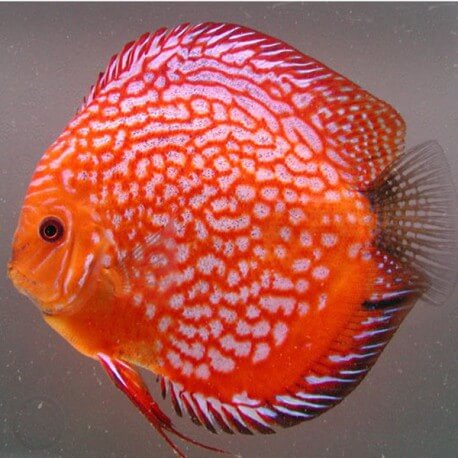 Discus Symphysodon pigeon blood 14cm