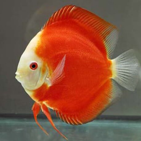 Discus Symphysodon red Fuji 6cm