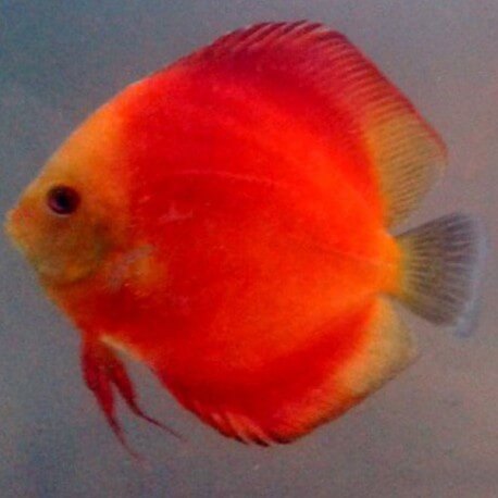 Discus Symphysodon red diamant 7cm