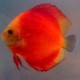 Discus Symphysodon red diamant 8cm