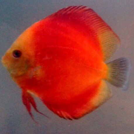 Discus Symphysodon red diamant 9cm