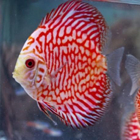 Discus Symphysodon red dragon 5cm