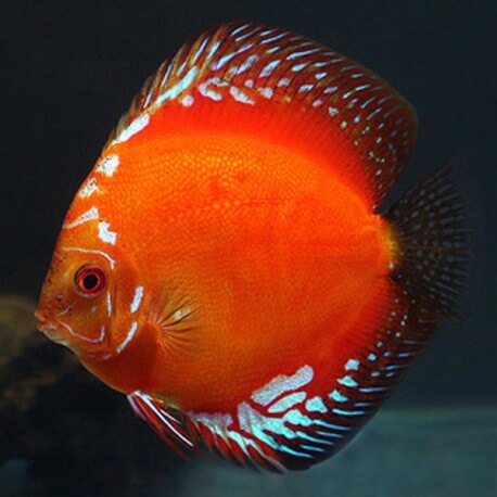 Discus Symphysodon red marlboro 14cm