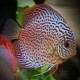 Symphysodon Red Pearl 4cm  (5cm)