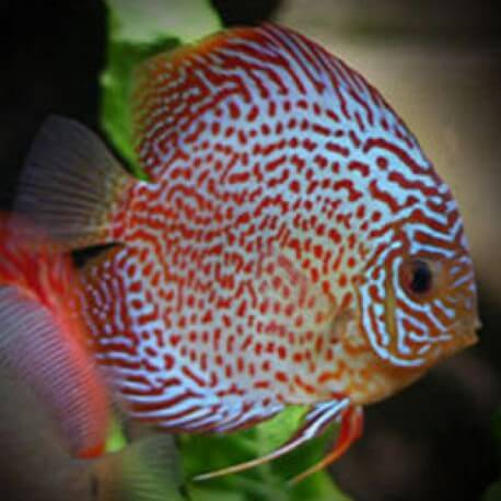 Discus Symphysodon red pearl 15cm