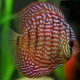 Discus Symphysodon red royal 8cm