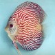 Discus Symphysodon red scribble 5cm