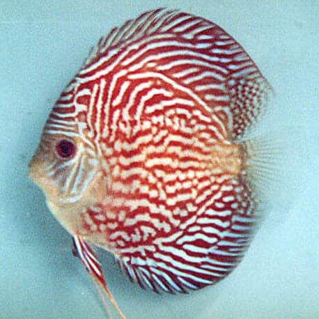 Discus Symphysodon red scribble 6cm