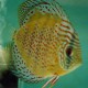 Discus Symphysodon red spotted green 10cm
