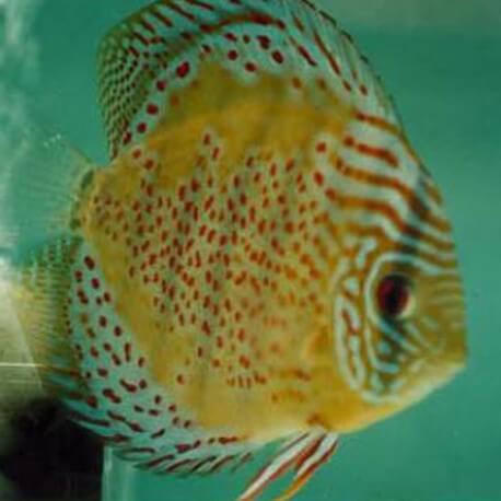 Discus Symphysodon red spotted green Sélection Haute Qualité