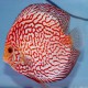 Discus Symphysodon red stripe pigeon 8cm